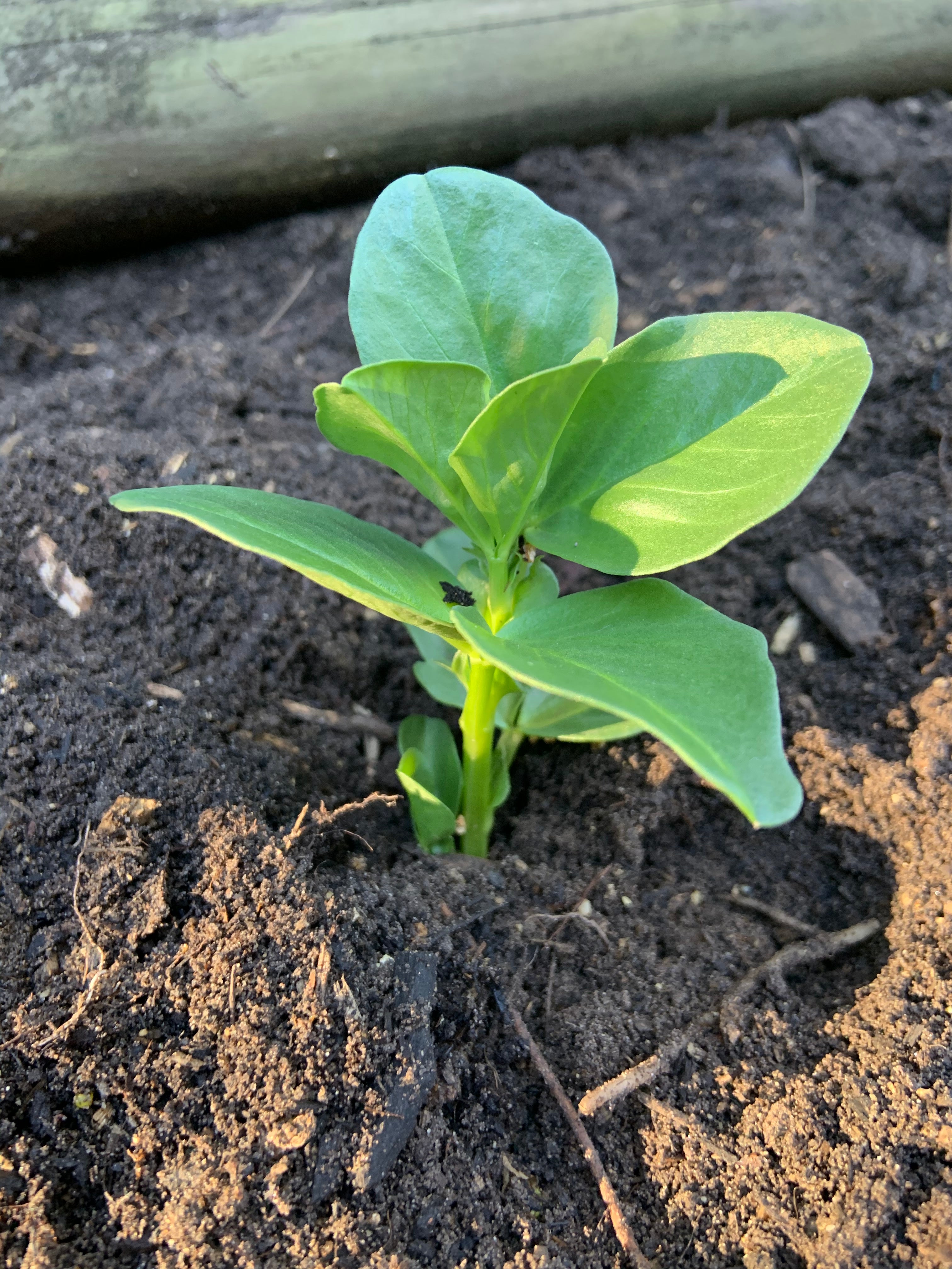 Organic Broad Beans