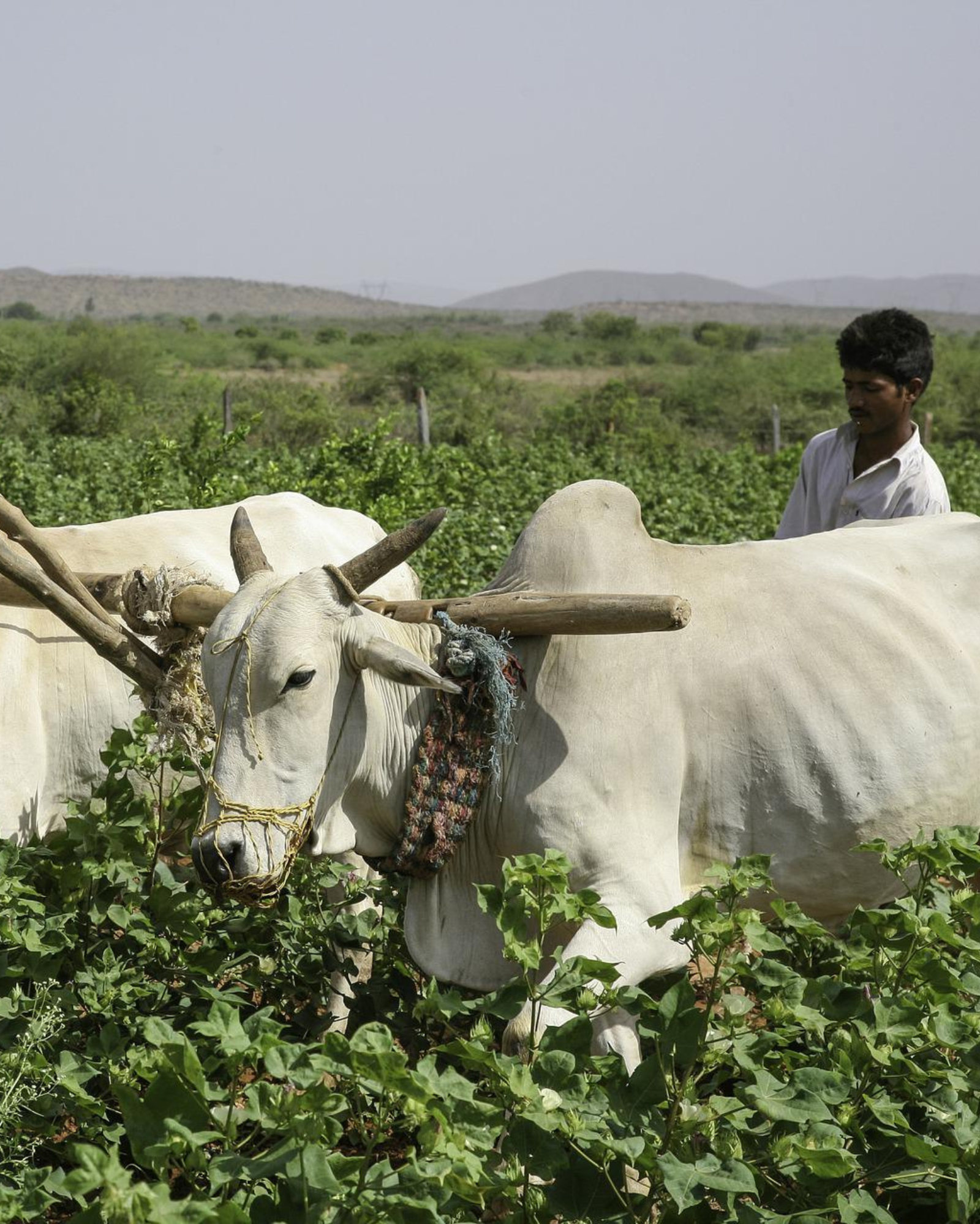 Farm to Fashion