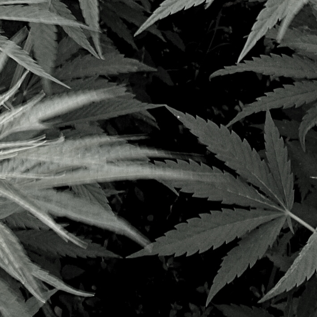 4 reasons why hemp is the world's most sustainable fibre